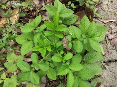Agrimonia pilosa