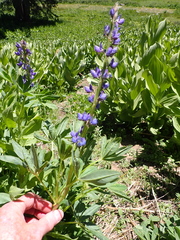 Lupinus burkei