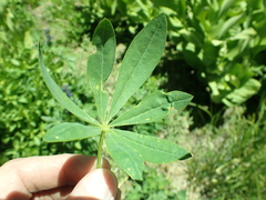 Lupinus burkei