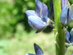 Lupinus burkei