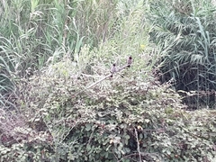 Pycnonotus barbatus barbatus