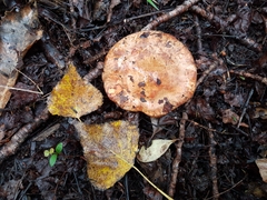 Paxillus ammoniavirescens