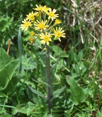 Tephroseris helenitis helenitis