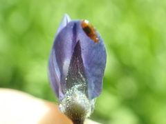 Lupinus burkei