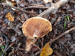 Paxillus ammoniavirescens