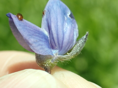 Lupinus burkei