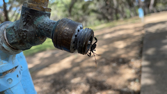 Acanthocephala thomasi