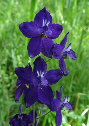 iNaturalist observation photo of larkspurs
