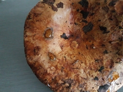 Paxillus ammoniavirescens