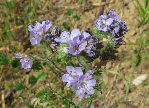 iNaturalist observation photo of distant phacelia