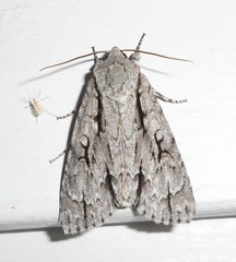 Acronicta lobeliae
