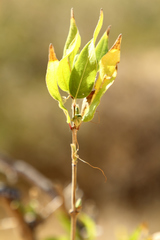 Anisacanthus thurberi