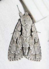 Acronicta lobeliae