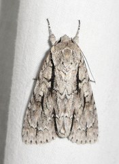 Acronicta lobeliae