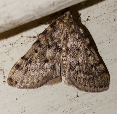 Aglossa pinguinalis