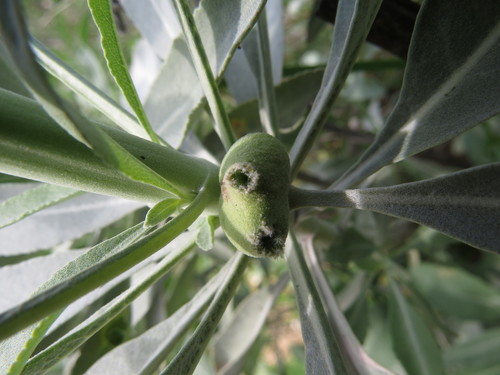 iNaturalist observation photo of White Sage Leaf Gall Midge