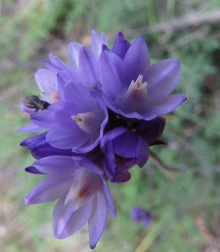 iNaturalist observation photo of blue dicks