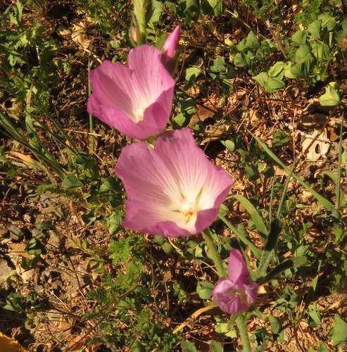 iNaturalist observation photo of Checkerblooms