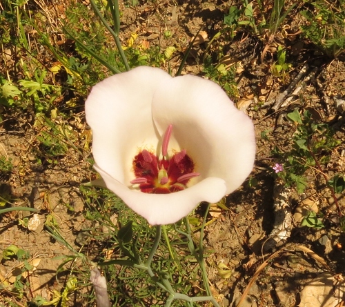 iNaturalist observation photo of Catalina mariposa lily