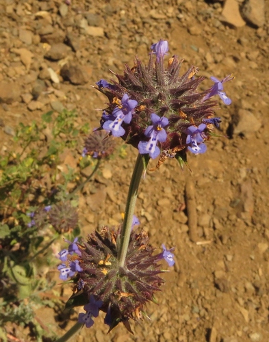 iNaturalist observation photo of Chia