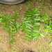 Dracaena viridiflora - Photo (c) Theo Damen, algunos derechos reservados (CC BY-NC), uploaded by Theo Damen