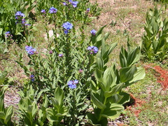 Hackelia velutina