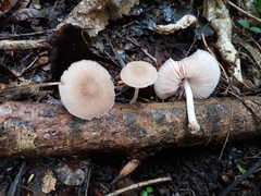Pluteus minor