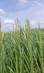 Typha × glauca