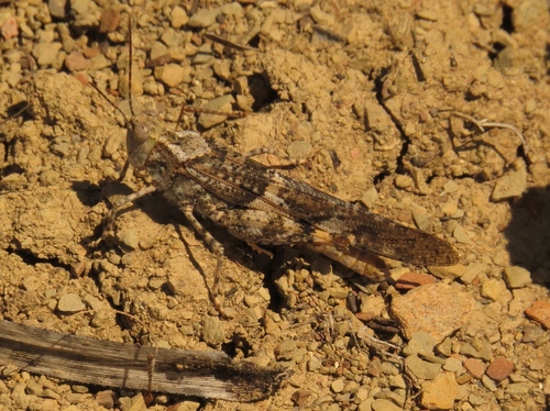 iNaturalist observation photo of Pallid-winged Grasshopper