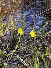 Utricularia striata
