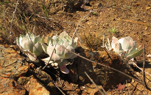 iNaturalist observation photo of Chalk Dudleya