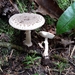 Stone-in-the-Water Amanita - Photo (c) Jerry Cooper, some rights reserved (CC BY), uploaded by Jerry Cooper