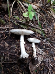Amanita karea