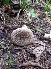 Amanita karea