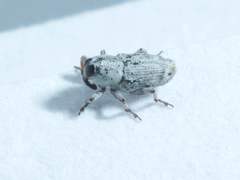 Cylindrocopturus