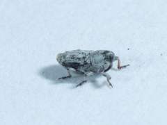 Cylindrocopturus
