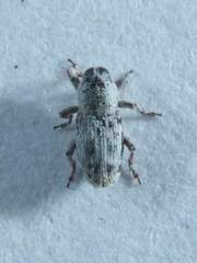 Cylindrocopturus