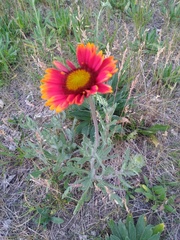 Gaillardia × grandiflora
