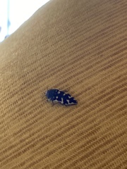 Acmaeodera bowditchi