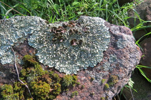iNaturalist observation photo of shield lichens