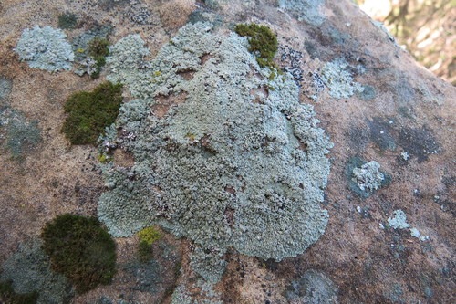 iNaturalist observation photo of Common Lichens