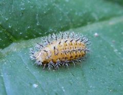 Henosepilachna argus