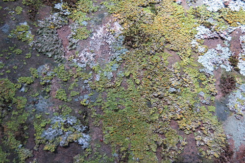 iNaturalist observation photo of Common Lichens