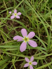 Sabatia campestris