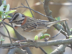 Zonotrichia capensis