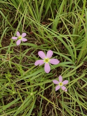 Sabatia campestris