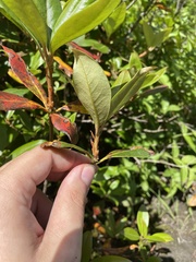 Rhododendron smokianum