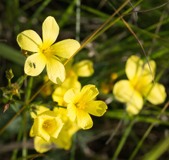 Linum flavum