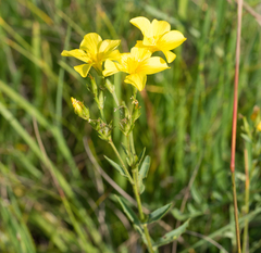 Linum flavum