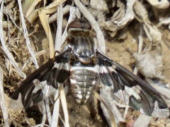 Exoprosopa dorcadion